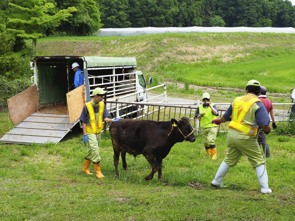 栃木で牛の避難訓練