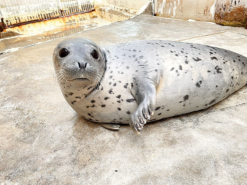 東武動物公園のゴマフアザラシの名前が「はなまる」に決まりました