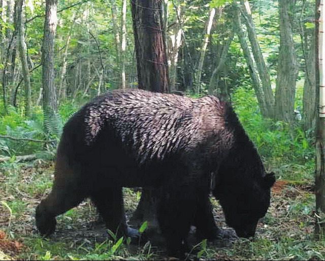 【ヒグマ】今度のOSO18はお尻フェチらしい