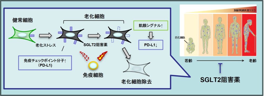 「老化細胞」糖尿病の治療薬で除去 マウス実験で成功 順天堂大