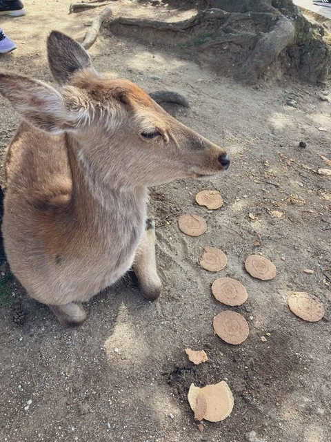 【奈良公園のシカ、鹿せんべいに飽き飽き！？ 】ソフトクリームを食べさせる外国人を目撃　注意守らぬ観光客も