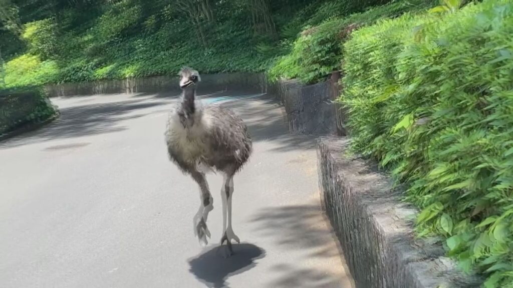 【愛媛】動物園でエミューが脱走「やばい、こっち来た！」園内は一時騒然…/砥部町・とべ動物園