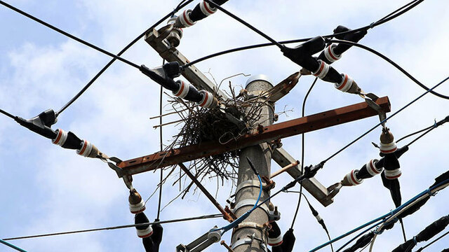 カラス原因の停電、神奈川で相次ぐ　電柱で巣作り　材料の金属が電線接触