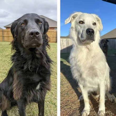 【東スポ】 黒い犬が白い犬になった　マイケル・ジャクソンさんと同じ症状