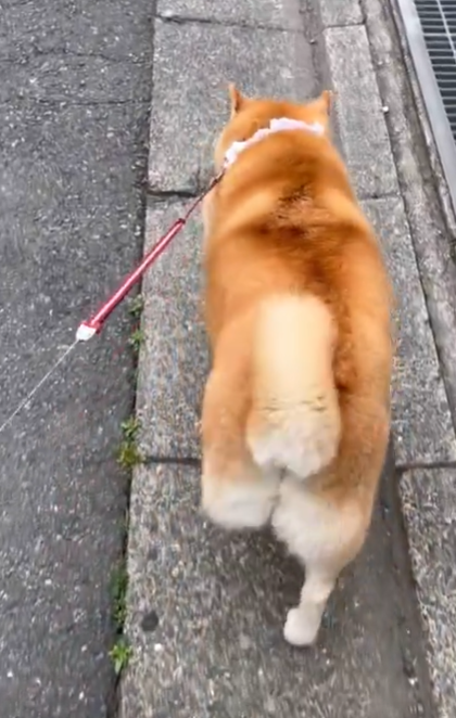 【動画】おさんぽ中の柴犬さんお前らの想像の10倍くらいエッチ