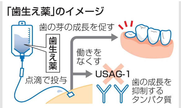 髪は無理でも歯は生やせるらしいぞ！京大ベンチャー、３０年実用化