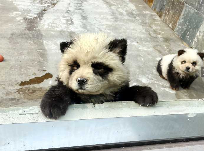 【中国】動物園の苦肉の策で登場させた「パンダ犬」が評判に　パンダ不在で犬をパンダに