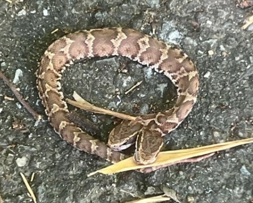 【福岡】頭が２つあるヘビ　北九州市の山でキャンプ中の男性が見つける　近くの博物館で保管