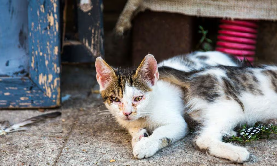 猫9匹を飼う無職女(24)、飼い猫殺害で逮捕