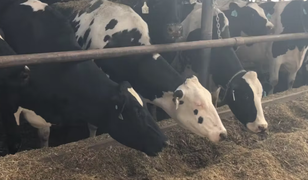 【バイオ／マホーの粉】味の素、牛が出す温暖化ガス1割減　飼料に混ぜる栄養剤