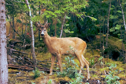 【韓国】日本は学校給食でそんなものが出るの！？「野性動物まで食べるなんて低級だ」韓国ネット物議