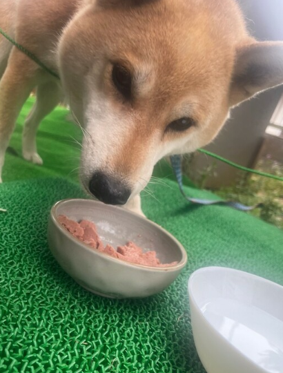 【ペット問題】「子供が飽きたので…」一時保護した迷い犬、要らないから引き取ってほしいと申し出が！？「生き物を飼う資格ない」