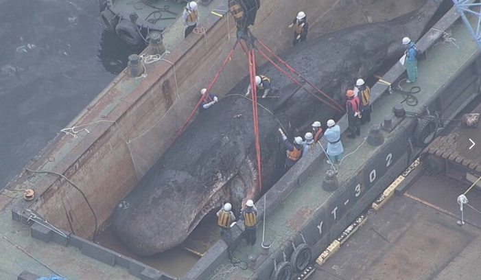 【内規違反】クジラ処理の業者と大阪市の課長が会食　処理費アップを進言　試算の倍以上の8000万円に