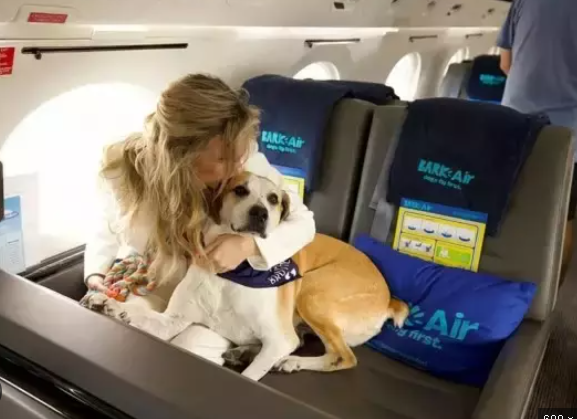 【話題】イヌと飼い主専用の航空会社「バークエア」が初フライト、気になる運賃は