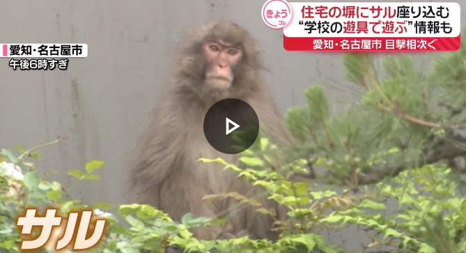 小学校の遊具でサルが遊ぶ