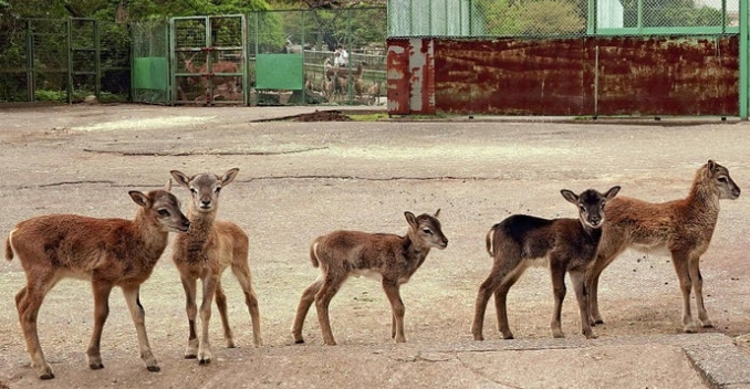 【静岡】ヒツジの原種「ムフロン」の赤ちゃん９頭誕生、母親以外の雌も積極的に育児参加…伊豆アニマルキングダム