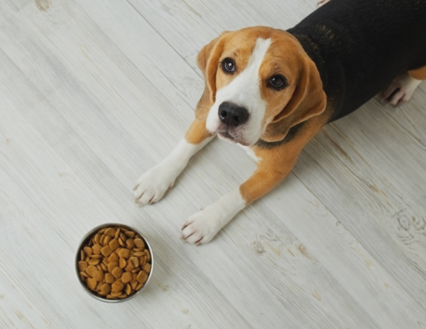 私の食費月30000円。犬の食費月20000円。犬、高すぎね？