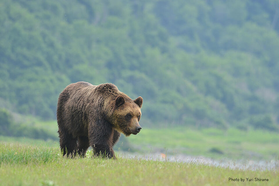 【クマ問題】ヒグマ捕獲「シカと同報酬は変」　北海道・鈴木知事が国に増額要望