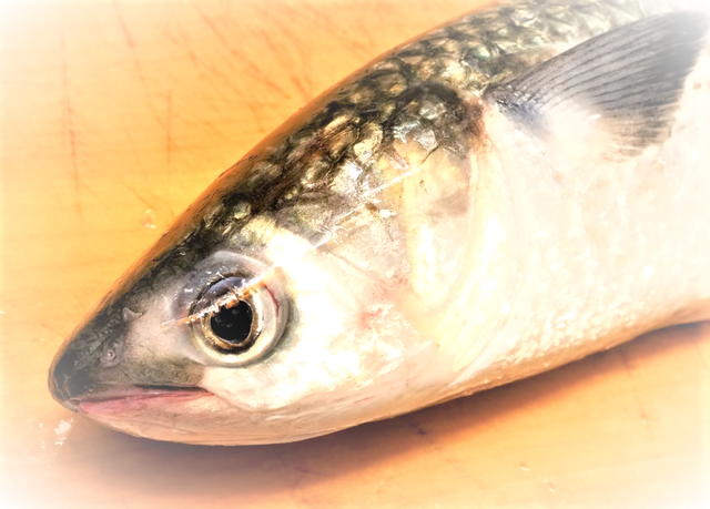 ボラ、実は海で釣れると美味しいんです！