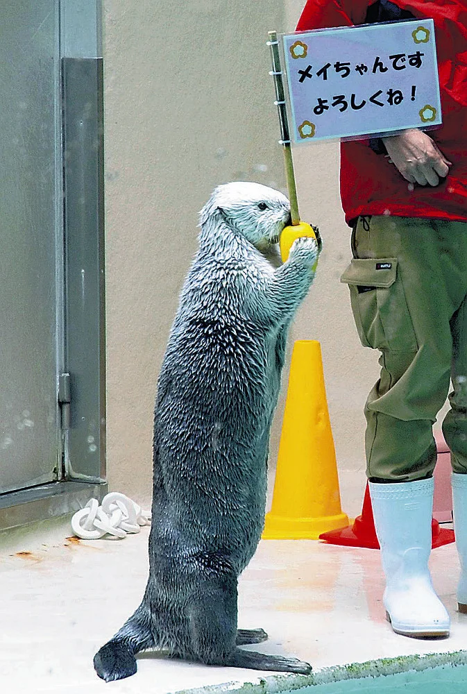 ラッコも「草食化」か、オスが求愛しなくなり飼育数減少…数年後には日本の水族館からいなくなる？