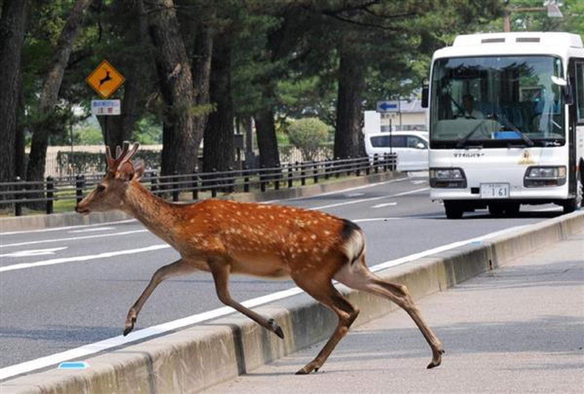 東京・江東区でシカの目撃情報、区が注意喚起　SNSでは「キョンかもしれない」の声も