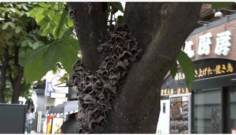 【東京】有楽町駅前の街路樹に“キクラゲ”大量発生　専門家「危険な兆候…放っておくと倒木の危険性」