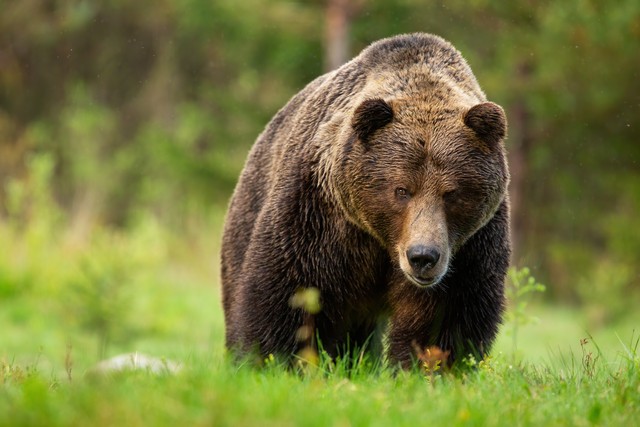 【危険】巨大ヒグマの足跡を発見したハンター、声をかけるが山菜取りの男性は無視…プロの忠告を軽視するな！