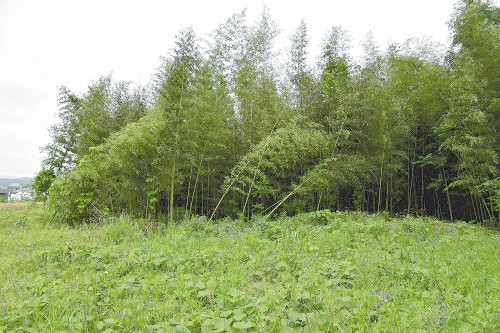 【奈良】吉野川河川敷の竹林、切って持ち帰って…日曜大工やチップ加工に活用可能と国交省募集　採取は１本でも