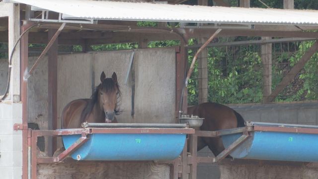 【熊本】馬に顔を蹴られ70歳男性が意識不明 宇城市豊野町の牧場