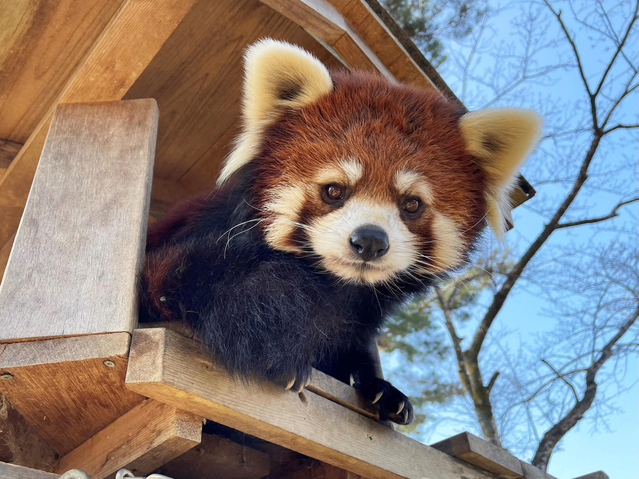 レッサーパンダが脱走