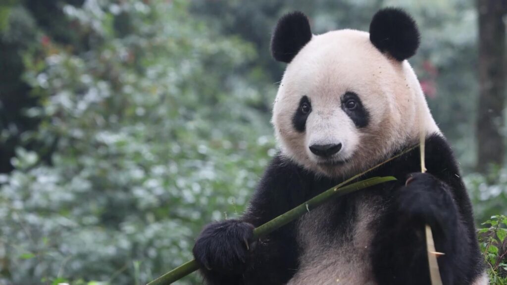 シャンシャン、きょう7歳誕生日…「日本生まれのパンダに再会するパン活旅」ツアー企画　お値段12万9800円～