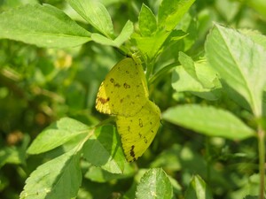 【生物】細菌の影響でメス9割以上…石垣島の「ミナミキチョウ」集団で劇的な研究結果　福井大学の宮田真衣助教ら確認