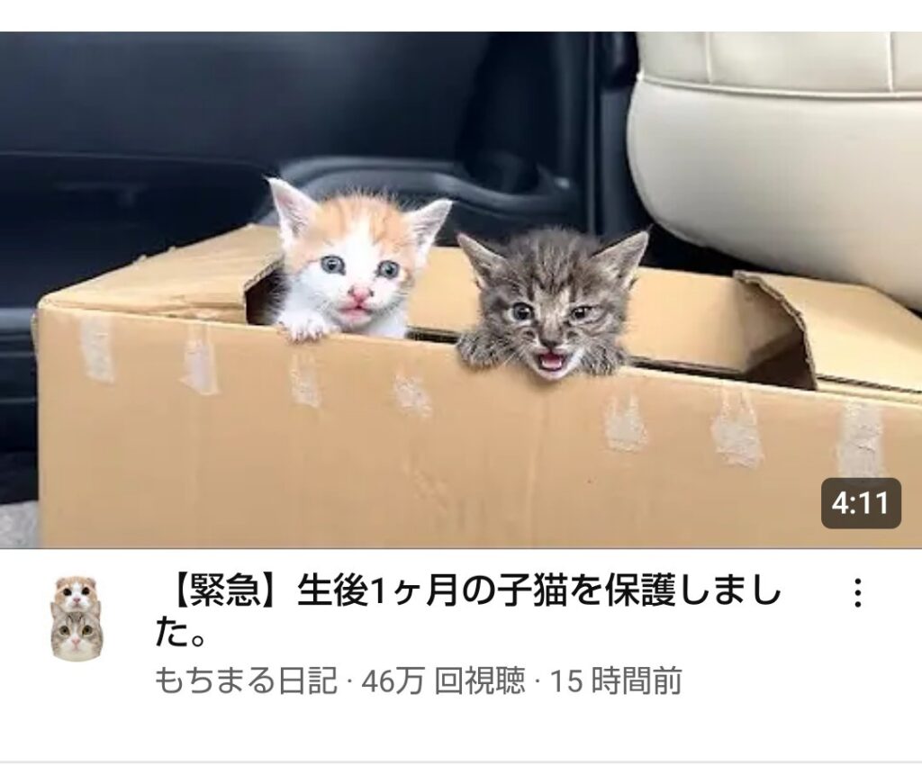 【朗報】もちまる日記さん、生後1ヶ月の捨て猫を2匹拾うwww