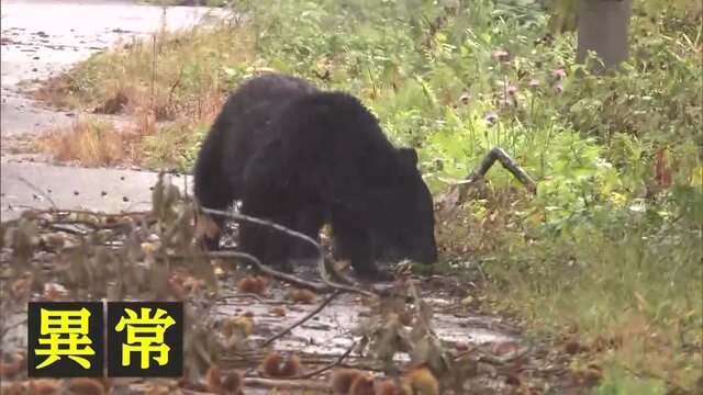 【クマ】クマ出没でネット上は集団ヒステリー状態…ニホンオオカミを絶滅させた頃に似た嫌なムード