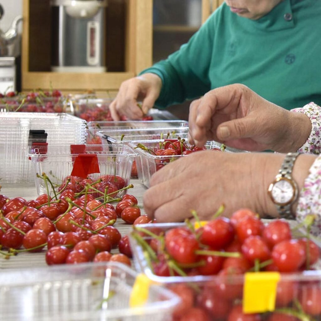 【🍒】サクランボ「歴史的凶作」　JA、山形県に支援要請