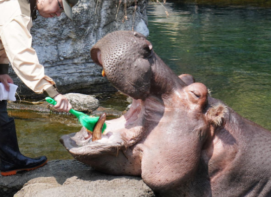 【大阪】天王寺動物園でカバの歯磨き　歯と口の健康週間で