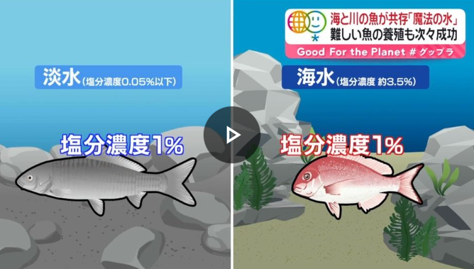 【岡山理科大学】難しい“魚の養殖”も次々成功　「海水魚」と「淡水魚」が共存できる“魔法の水”