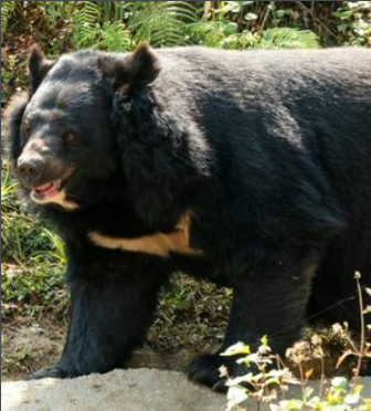 『どう見てもツキノワグマじゃねえ』秋田に赤カブトが出現 熊犬・銀の投入が待たれる