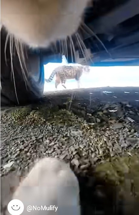 【動画】猫からみた追いかけっこの視点が大迫力すぎるWWWWWW※お前らの想像の7倍スゴイ