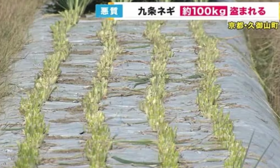 【京都】京野菜の九条ねぎ１００キロ盗まれる…早朝に「畑でねぎをとっている人がいる」と１１０番