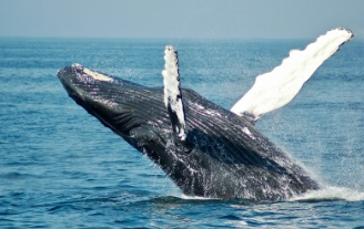 世界で唯一クジラを密漁し、絶滅危惧種スナメリを激減させている韓国さん、日本のナガスクジラ捕獲