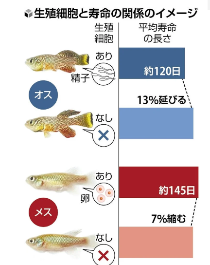 【研究】精子できなくすると一生が１３％延びた…短命の魚で解明、雌雄の平均寿命差の理由の一つか