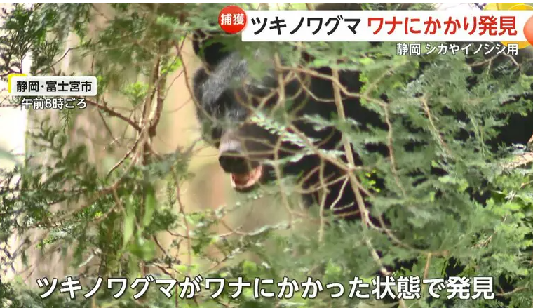 【クマ】ツキノワグマを捕獲　シカ・イノシシ用のワナにかかり発見　静岡・富士宮市