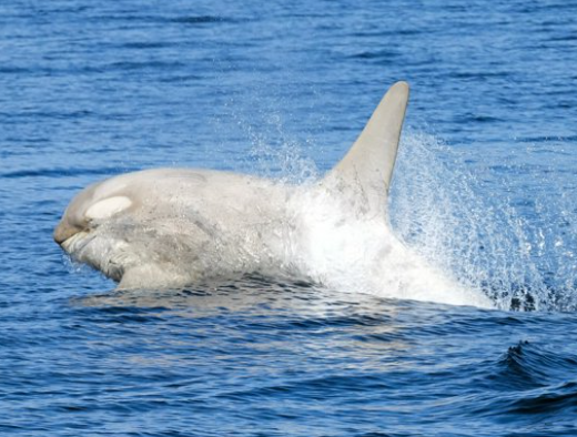 【希少変異種】「白いシャチ」2頭が北海道・羅臼町沖に　地元も驚く幻の存在