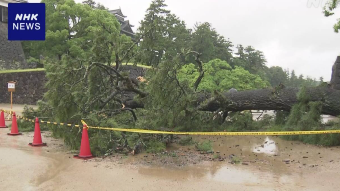 【島根】国宝 松江城で敷地内の高さ約20mの松の木が倒れる 強風影響か