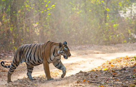 【インドでは人食いトラ出没】野生動物の襲撃するも保護に懸命　自然との共生は長い課題