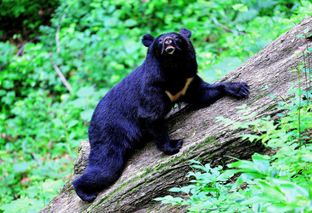 【稚内】クルマのライトをハイビームにしたらクマがいた…ウエンナイ川河川敷でクマ２頭目撃