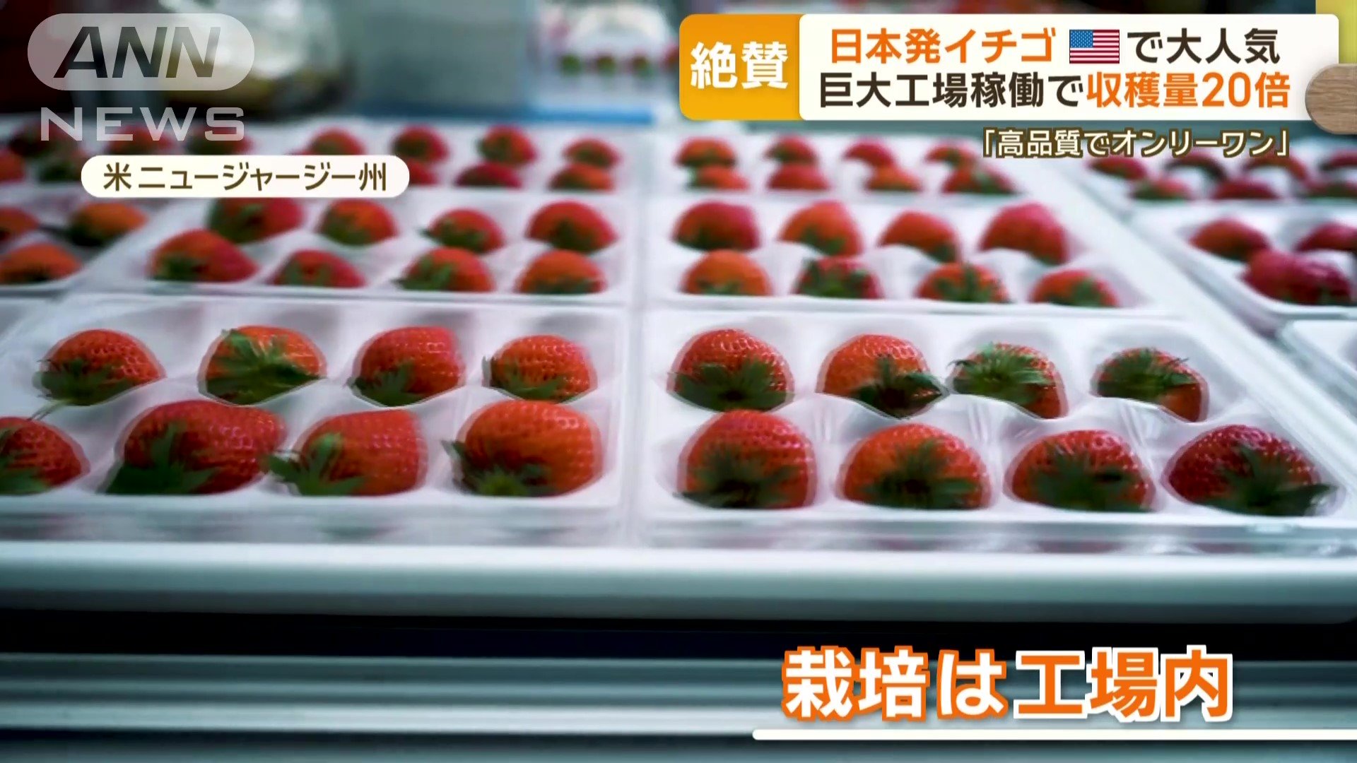 日本発イチゴがアメリカで大人気　巨大工場稼働で収穫量20倍「高品質でオンリーワン」