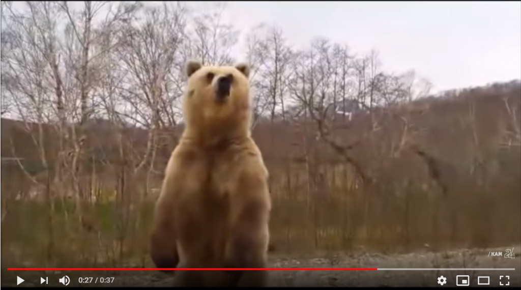 【㌧㌧ヽ(´･(ｪ)･｀)】背中をたたかれ振り返ったところをクマに襲われる　タケノコ採りの女性負傷　青森市