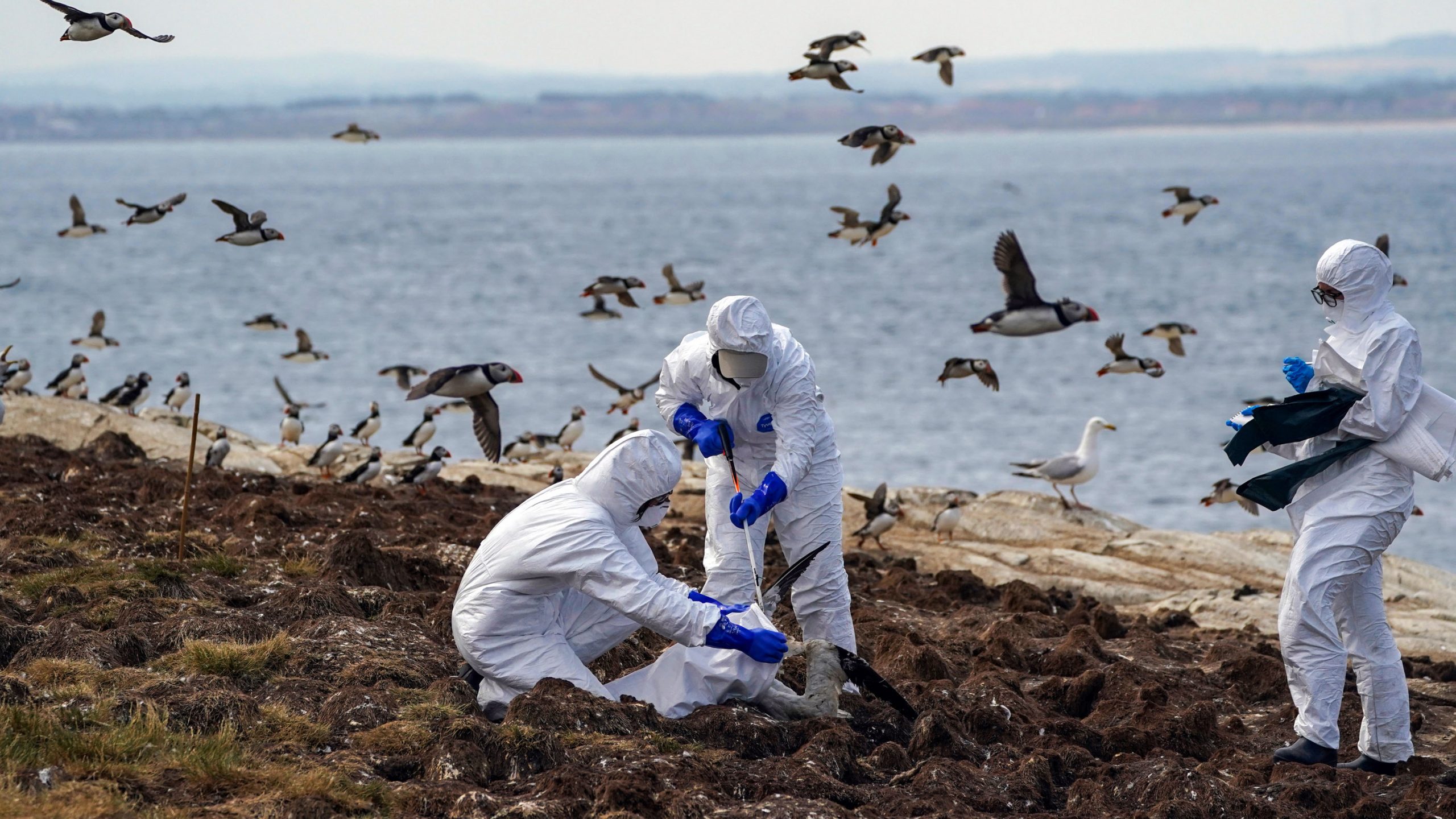 【鳥インフルエンザのパンデミックが宣言された場合】 専門家「ウイルスの致死性（普通のヒトインフルの1000倍）の高さからマスクの着用やワクチンの接種、さらに安全ゴーグルの装着といった予防対策が必須になる」